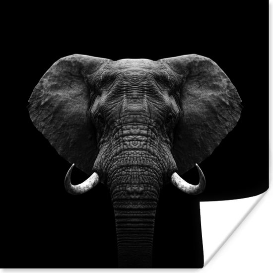 Poster Animaux - Éléphant - Portrait - Zwart - Wit - 75x75 cm