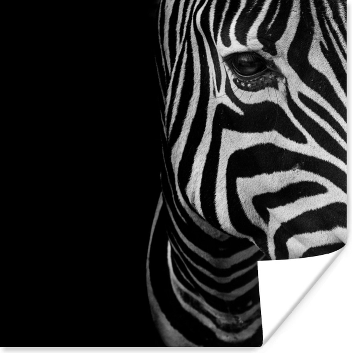Poster Dieren - Zebra - Zwart - Wit - 50x50 cm