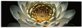 Dibond - Close Up Van Witte Waterlelie met Geel Midden op Donkere Achtergrond - Bloemen - 60x20 cm Foto op Aluminium (Wanddecoratie van metaal)
