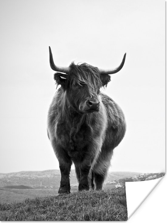 Poster Dieren - Schotse hooglander - Zwart wit - Natuur - Landelijk - 60x80 cm