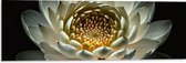 Dibond - Close Up Van Witte Waterlelie met Geel Midden op Donkere Achtergrond - Bloemen - 90x30 cm Foto op Aluminium (Wanddecoratie van metaal)