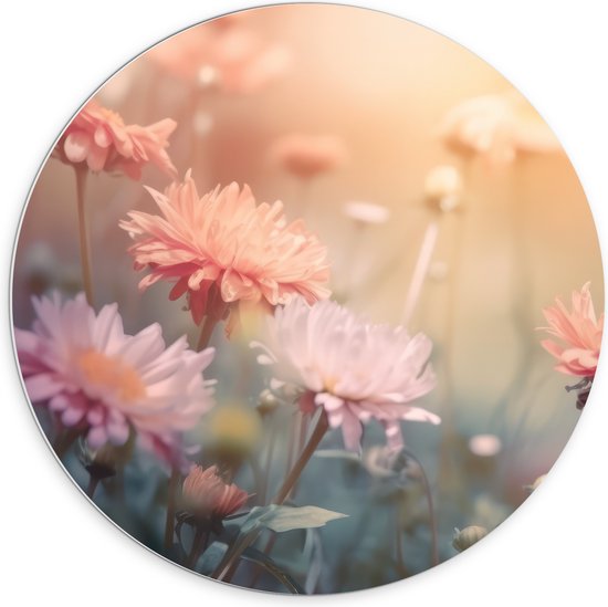 PVC Schuimplaat Muurcirkel - Roze Chrysanten met Wazige Achtergrond en Oranje Zonlicht - Bloemen - 70x70 cm Foto op Muurcirkel (met ophangsysteem)