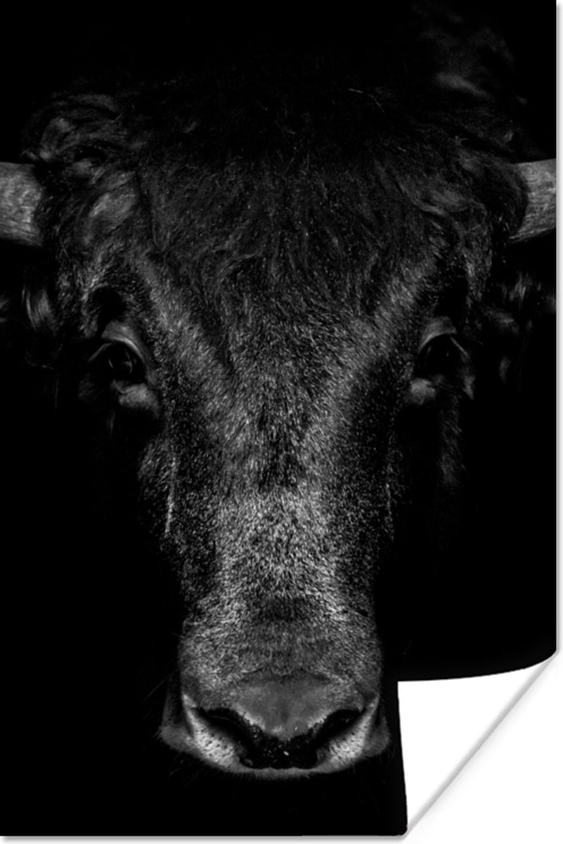 Poster Stier - Dieren - Zwart - Wit - 20x30 cm