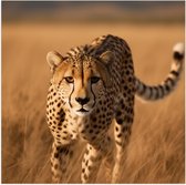 Poster Glanzend – Zuid Afrikaanse Cheetah loopt door gras heen - 80x80 cm Foto op Posterpapier met Glanzende Afwerking