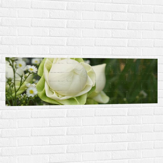 Muursticker - Nog Niet Uitgebloeide Wit met Groene Lotus Bloem - 120x40 cm Foto op Muursticker