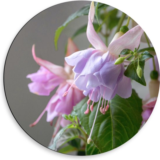 Dibond Muurcirkel - Paars met Roze Fuchsia Bloemen met Uithangende Meeldraden - 50x50 cm Foto op Aluminium Muurcirkel (met ophangsysteem)