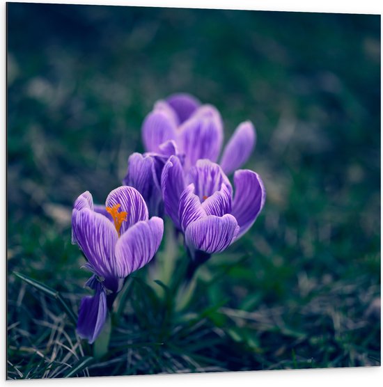 Dibond - Paarse Bonte Krokus Bloemen met Donkere Achtergrond - 100x100 cm Foto op Aluminium (Wanddecoratie van metaal)
