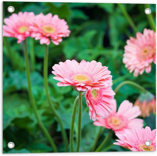 Tuinposter – Roze Gerbera Bloemen op Lange Stengels Tussen Groene Bladeren - 50x50 cm Foto op Tuinposter (wanddecoratie voor buiten en binnen)