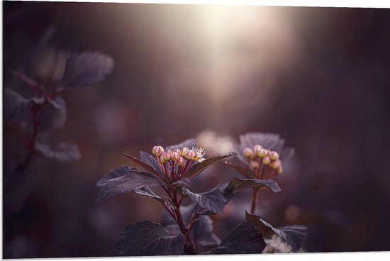 Dibond - Paarse Physocarpos Bloemen met Zonlicht erop Schijnend - 90x60 cm Foto op Aluminium (Wanddecoratie van metaal)