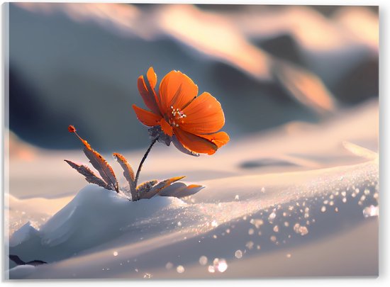 Acrylglas - Oranje Klaproos in de Sneeuw op Bergen - Bloemen - 40x30 cm Foto op Acrylglas (Wanddecoratie op Acrylaat)