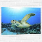 Muursticker - Zwemmende Zeeschildpad bij Koraal op Zeebodem van Heldere Oceaan - 80x60 cm Foto op Muursticker