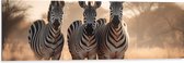 Dibond - Drie Zebra's in Droog Landschap - 120x40 cm Foto op Aluminium (Wanddecoratie van metaal)