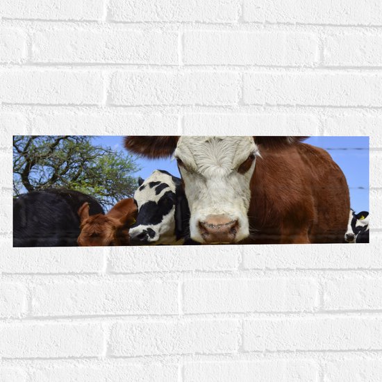 Muursticker - Bruin met Witte Koe tussen Koeien in de Wei - 60x20 cm Foto op Muursticker