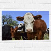 Muursticker - Bruin met Witte Koe tussen Koeien in de Wei - 60x40 cm Foto op Muursticker