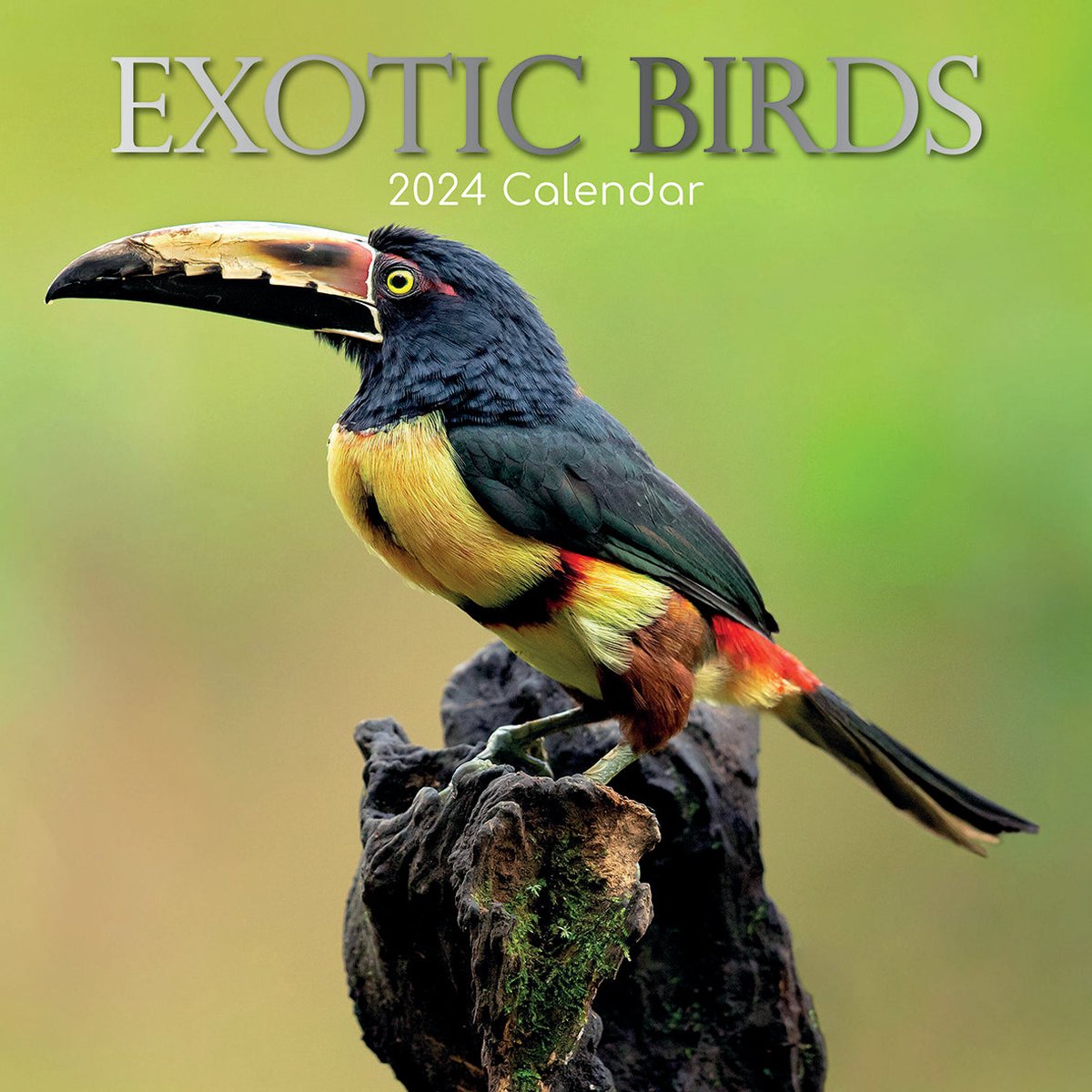 Exotic Birds Kalender 2024