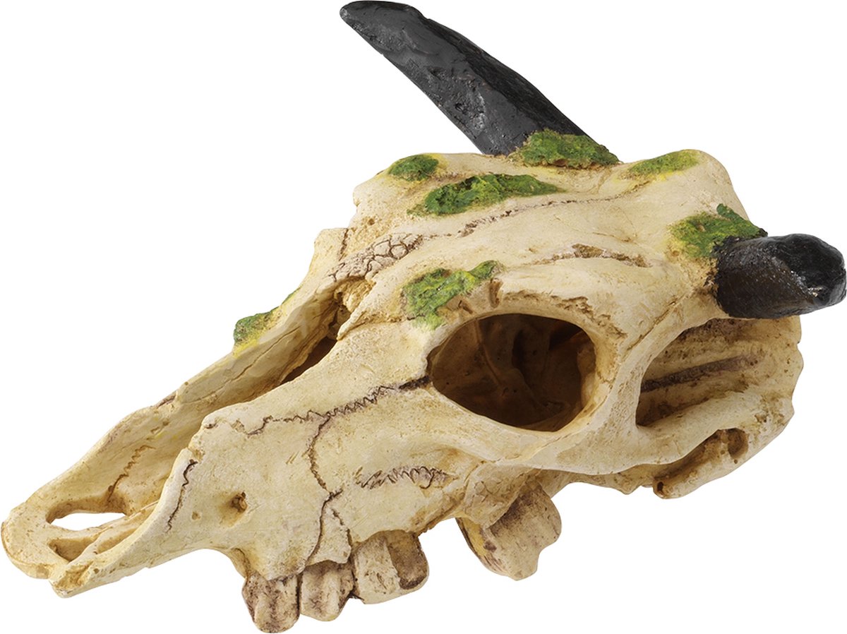 Terra Della - Natuurlijke Decoratie - Reptielen - Carabaoschedel S - 22cm - 1st