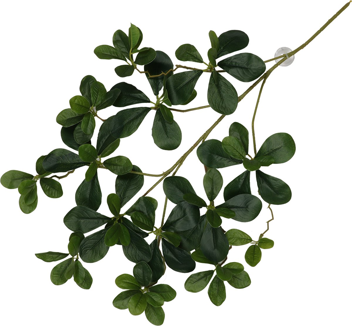 Terra Della - Terrariumplant - Reptielen - Hangende Plant Aralia 60x30x6cm Groen - 1st