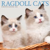 Ragdoll Cats 2024 12 X 12 Wall Calendar