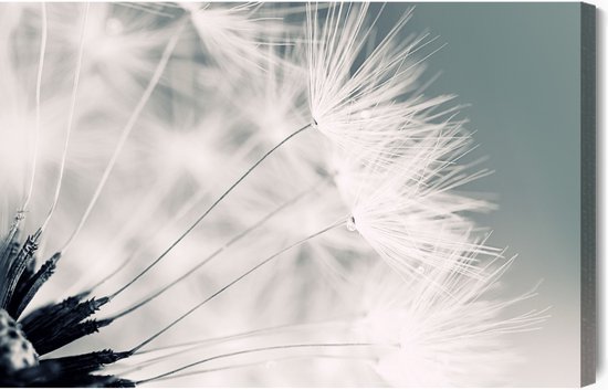 Painting King - Tableau sur Toile Graines - 90 x 60 cm