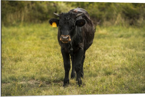 Dibond - Jong zwart stier staat in het gras - 90x60 cm Foto op Aluminium (Wanddecoratie van metaal)