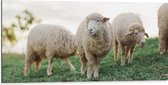 Dibond - Schapen lopen door weiland en eten gras - 100x50 cm Foto op Aluminium (Wanddecoratie van metaal)