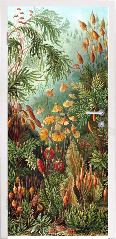 Sticker de porte Muscinae - Art - Maîtres anciens - 80x205 cm - Affiche de porte