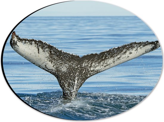 Dibond Ovaal - Staart van een walvis steekt uit boven het zeewater - 28x21 cm Foto op Ovaal (Met Ophangsysteem)