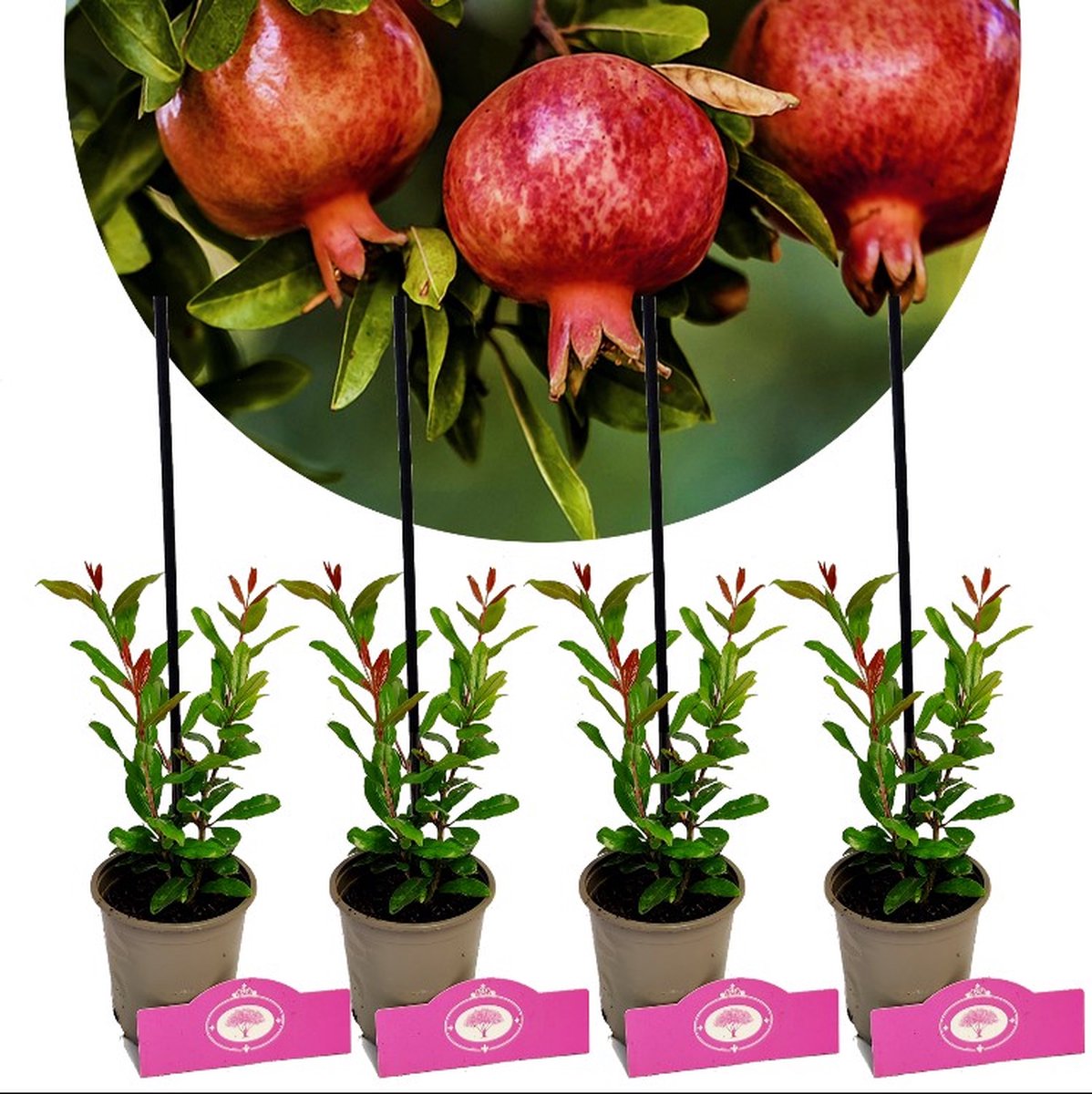 Set van 4 Granaatappels - Punica granatum ‘Maia’ - Granaatappel - Hoogte 20cm - 9cm pot
