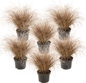 Plant in a Box - Carex Comans Bronco - Set van 6 - Zegge - Laaggroeiend Siergras - Pot 10.5 - Hoogte 15-25cm