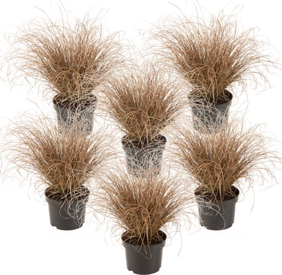 Foto: Plant in a box carex comans bronco set van 6 zegge laaggroeiend siergras pot 10 5 hoogte 15 25cm