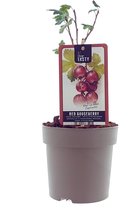 Kruisbes - stekelbes Captivator - fruitstruik - plant - eigen fruit kweken - potmaat Ø15cm