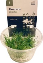 Eleocharis Minima 100cc InVitro- Naaldgras - Aquariumplant In Vitro - Aquarium decoratie - Moerings