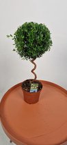 Myrtus communis - Myrte boompje - bol op spiraal stam - potmaat 12 cm - planthoogte 40 cm - Plants By Suus