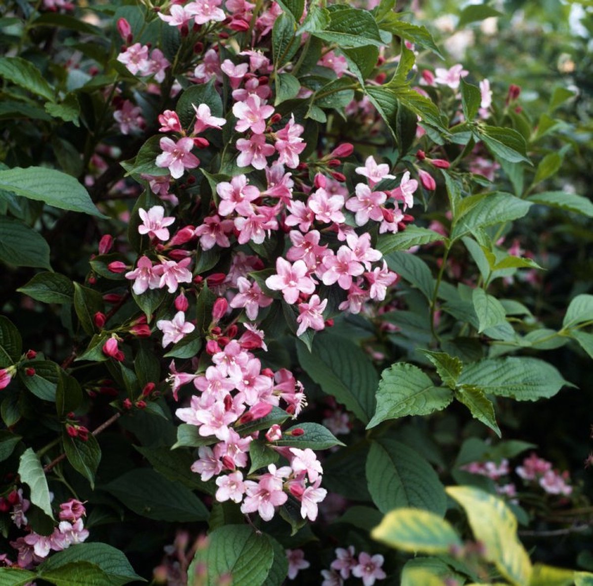 Weigela 'Rosea' C5 80-100 cm - Informele haag - Bladverliezend - Bloeiende plant - Groeit breed uit