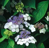 5 stuks | Hydrangea serrata 'Bluebird' C2 25-30 cm