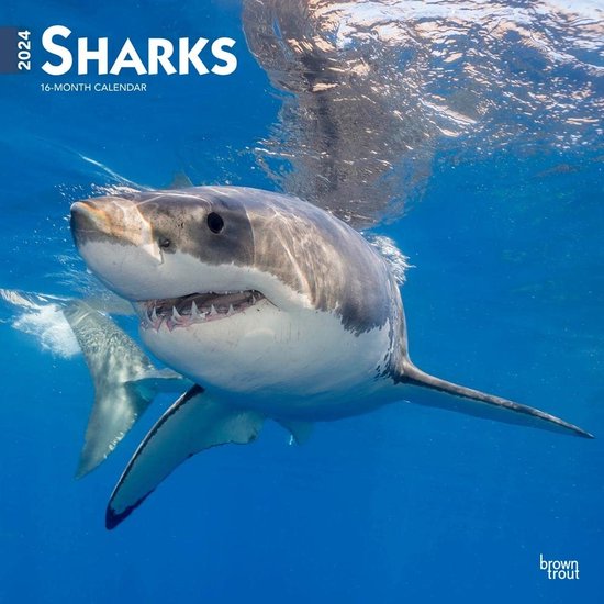 Haaien Sharks Kalender 2024 bol
