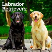 Labrador Retrievers 2024 Square