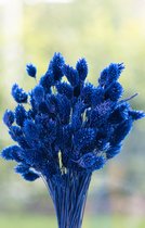 Droogbloemen - Phalaris Canariensis - Kanariezaad - Blauw | 70cm | 100g | Perfect voor Boeketten, Decoratie, Doopsuiker, Huwelijk & Verjaardagen | Duurzaam en Stijlvol Bloemenarrangement