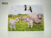 3D ansichtkaart schapen