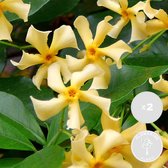 2x Trachelospermum Star of Toscana – Gele Toscaanse Jasmijn – Klimplant - ⌀15 cm -60-70 cm