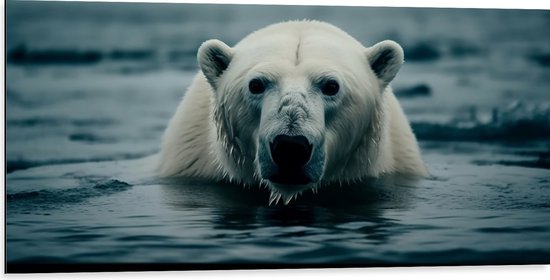 Dibond - Witte IJsbeer Zwemmend in het Water - 100x50 cm Foto op Aluminium (Met Ophangsysteem)