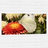 Muursticker - Bloem - Vlinder - Dier - Kleuren - 100x50 cm Foto op Muursticker