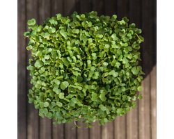 Spruit-Kiemgroente Rucola Rocket ca 10 Gram