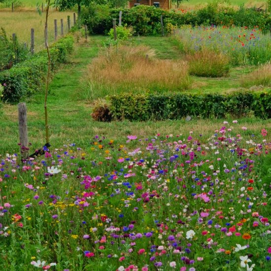 MRS Seeds & Mixtures Wilde bloemenmengsel - één- en meerjarig - 42 bloemsoorten - groeihoogte: 20-100 cm - trekt bijen en vlinders - voor tuinen en openbare ruimtes - vergroot de biodiversiteit - MRS Seeds & Mixtures