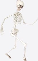 skelet 90cm - met beweegbare ledematen - halloween decoratie - skeleton