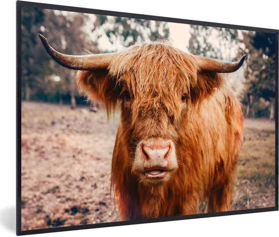 Un highland cattle avec une fourrure brune, de longues cornes et un nez pointu, dans un champ.