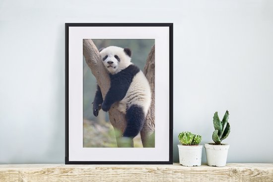 Jeune panda dort dans un arbre 30x40 cm - petit