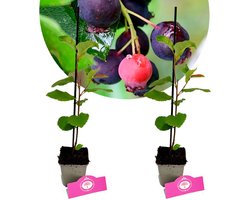 Set van 2 Krentenboompjes - 'Prince William' - Amelanchier - Hoogte 30cm - 9cm pot