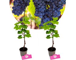 Set van 2 Druiven - Vitis vinifera 'Rondo' - Hoogte 40cm - 9cm pot