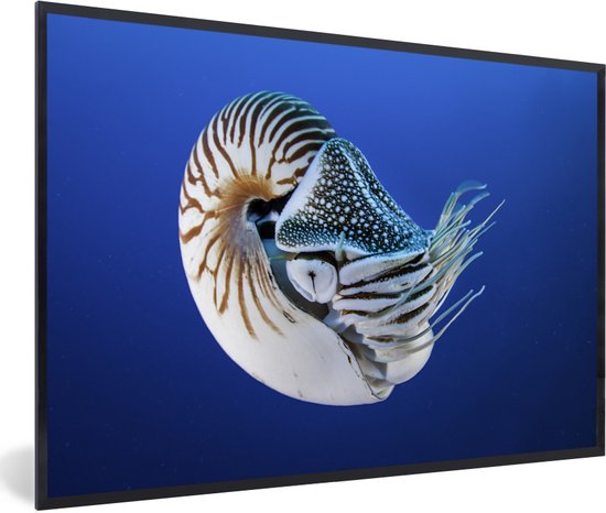 Photo encadrée - Nautilus dans l'eau bleue de l'océan Pacifique cadre photo noir sans passe-partout 60x40 cm - Affiche encadrée (Décoration murale salon / chambre)